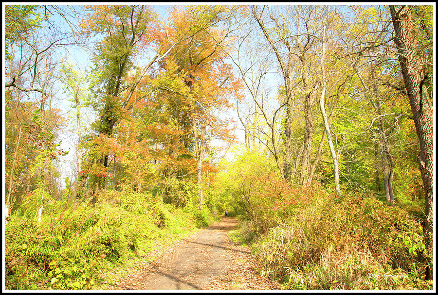 Forest Path, Autumn, Montgomery County, Pennsylvania Photograph by A Macarthur Gurmankin