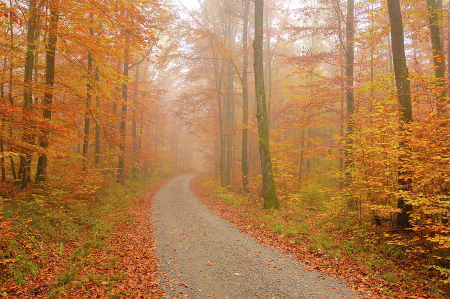 Forest path in fall Photograph by Matthias Hauser