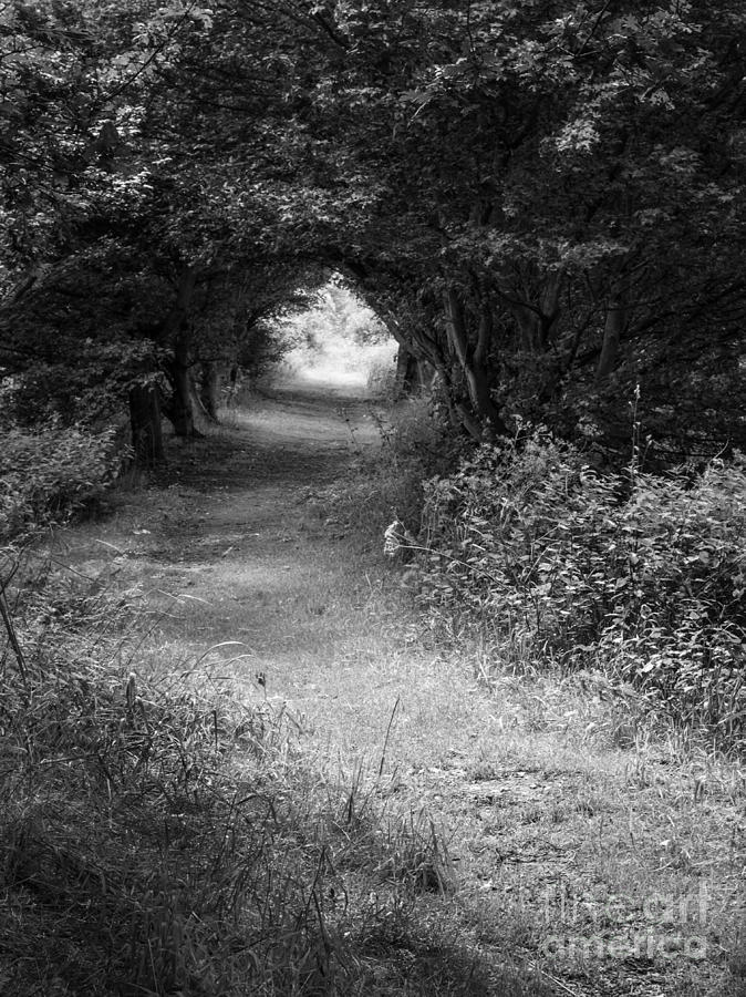 Forest Path Photograph