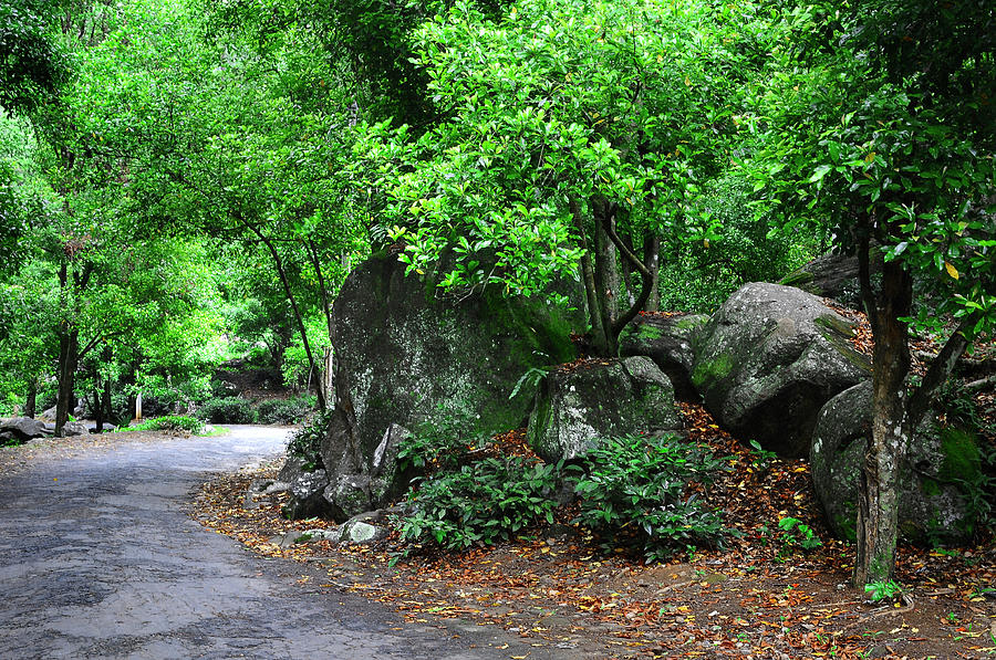 Tree Photograph - Forest Path through Greenery 1. Sri Lanka by Jenny Rainbow