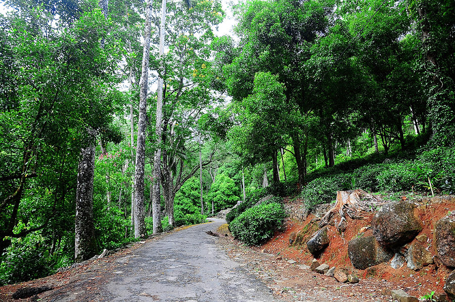 Tree Photograph - Forest Path through Greenery. Sri Lanka by Jenny Rainbow