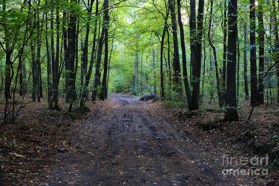 Forest Pathway Photograph by Dariusz Gudowicz