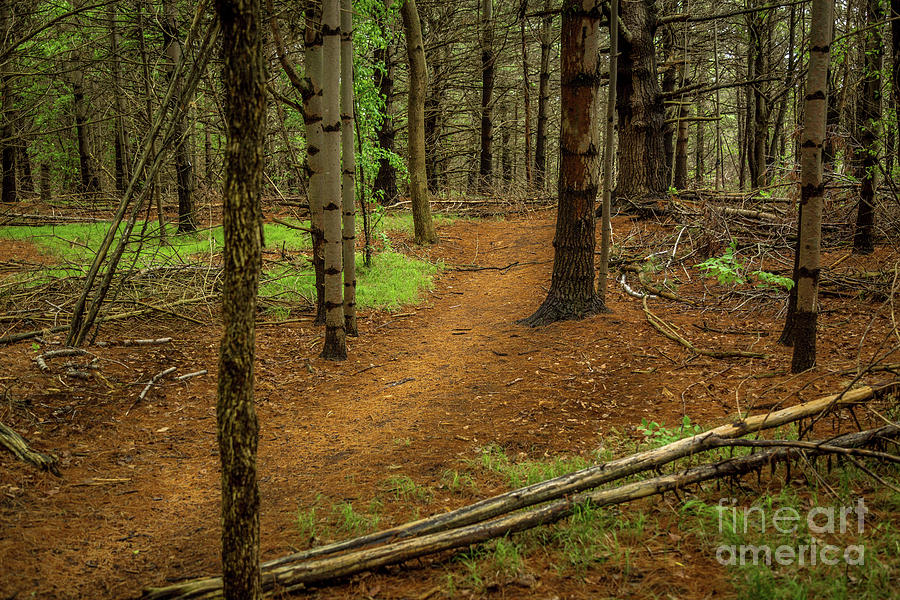 Forest Pathways 1 Photograph by Roger Monahan