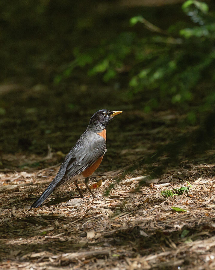 Forest Patrol, American Robin Photograph by Christy Cox