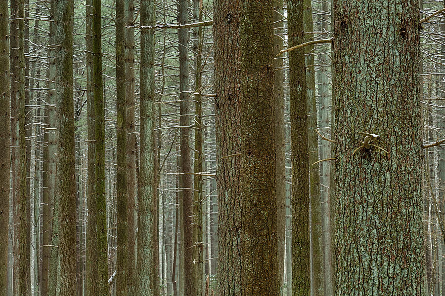 Forest Pattern Photograph by Denise Bush