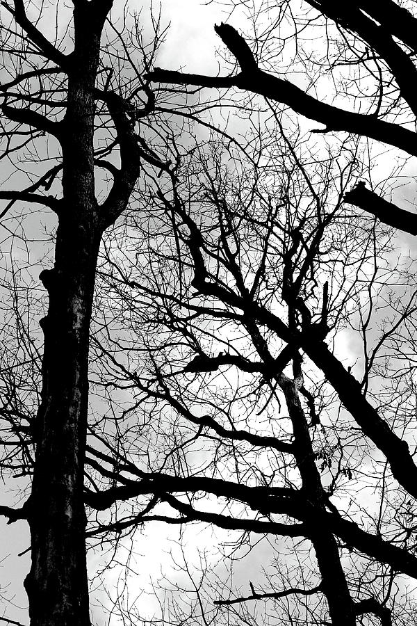 Forest Patterns 10 BW Photograph by Mary Bedy