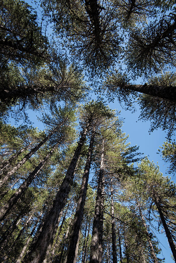 Forest pine trees treetops Photograph by Michalakis Ppalis