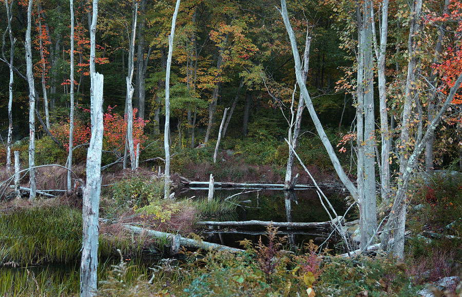 Forest pond Photograph by Joseph G Holland