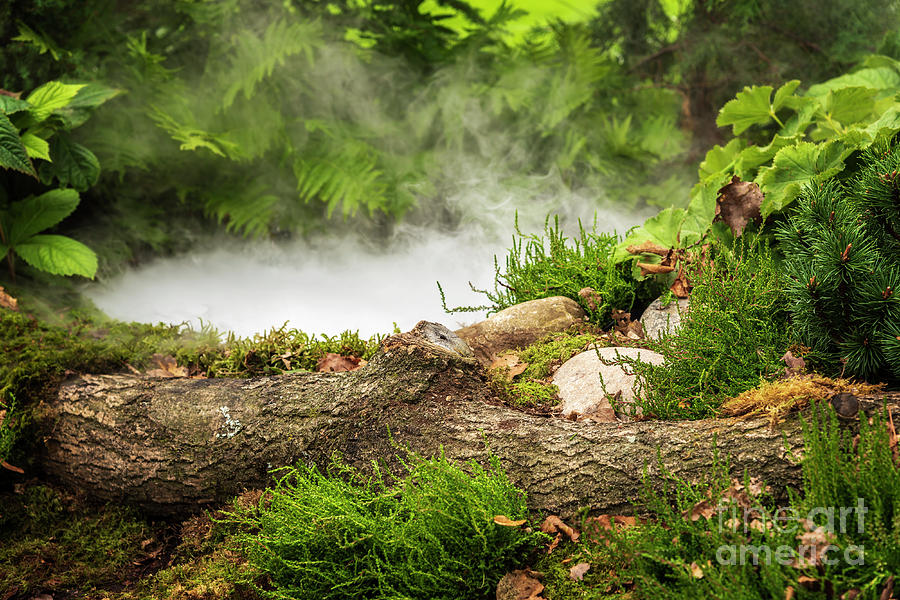 Forest pond smoke Photograph by Sophie McAulay