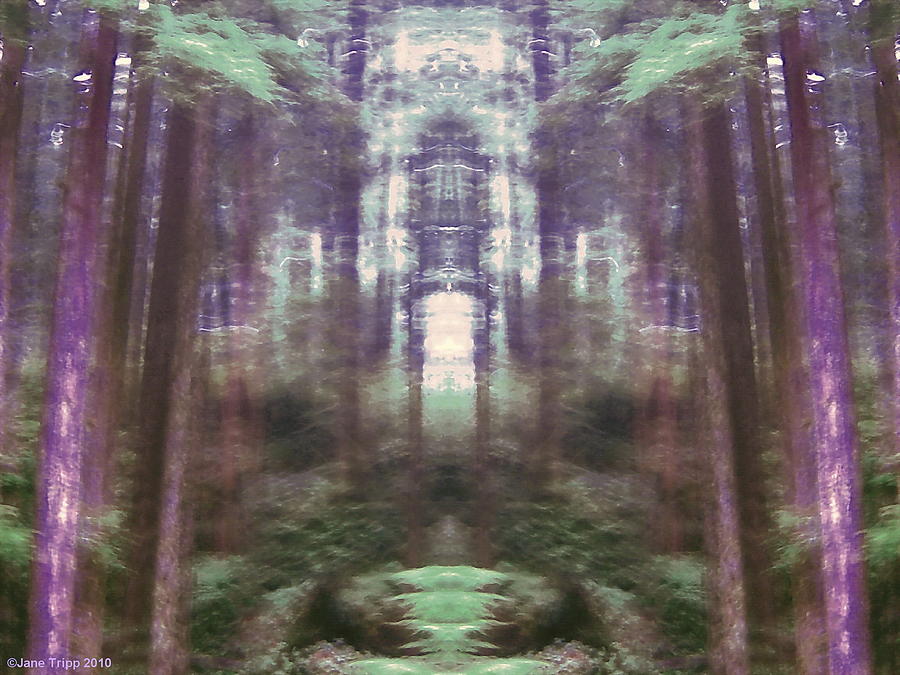 Forest Portal Photograph by Jane Tripp - Fine Art America