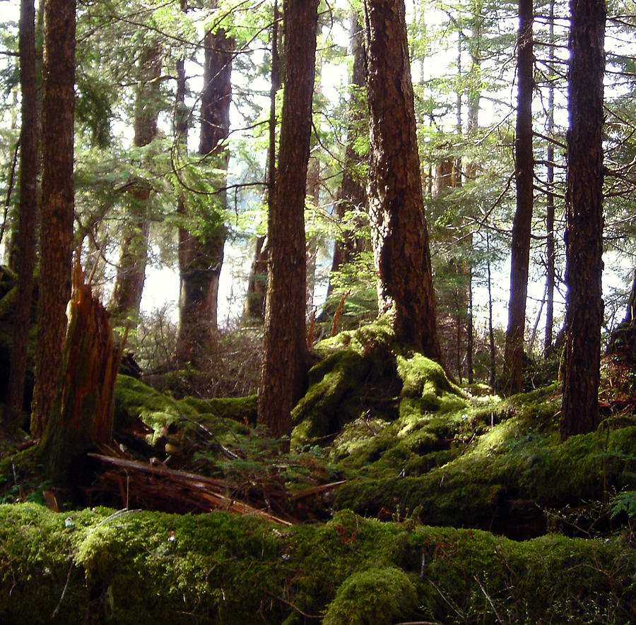 Forest Primeval Photograph by Susan Lafleur
