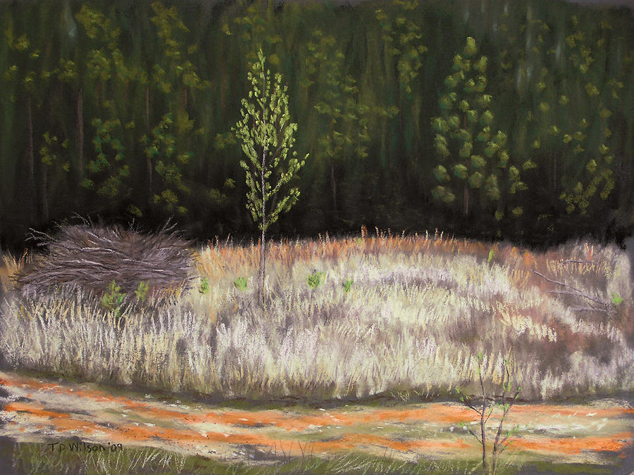 Forest rebirth - pastel Pastel by TD Wilson