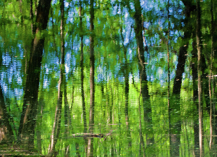 Forest reflected in water Photograph by David Freuthal