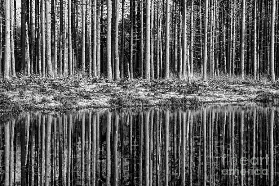 Forest Reflections Photograph