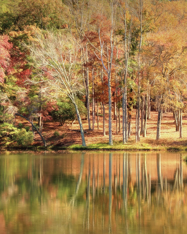 Forest Reflections Photograph by Lori Deiter