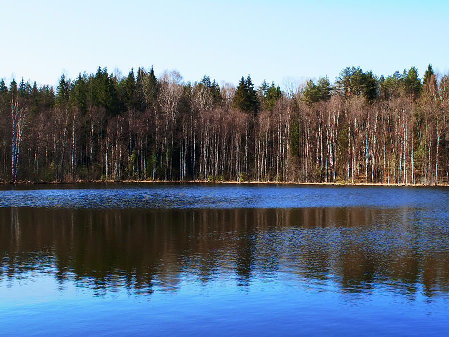 Forest reflections Photograph by Nat Air Craft - Fine Art America