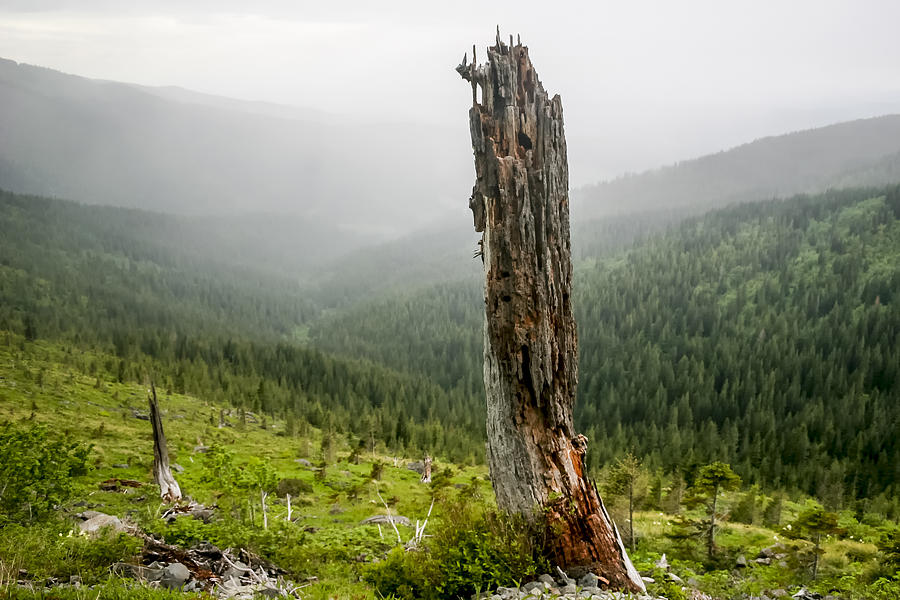 Forest Remnant Photograph by Albert Seger