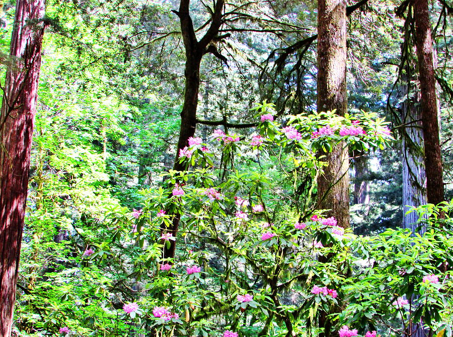Forest Rhoderdrem Photograph by Marilyn Diaz