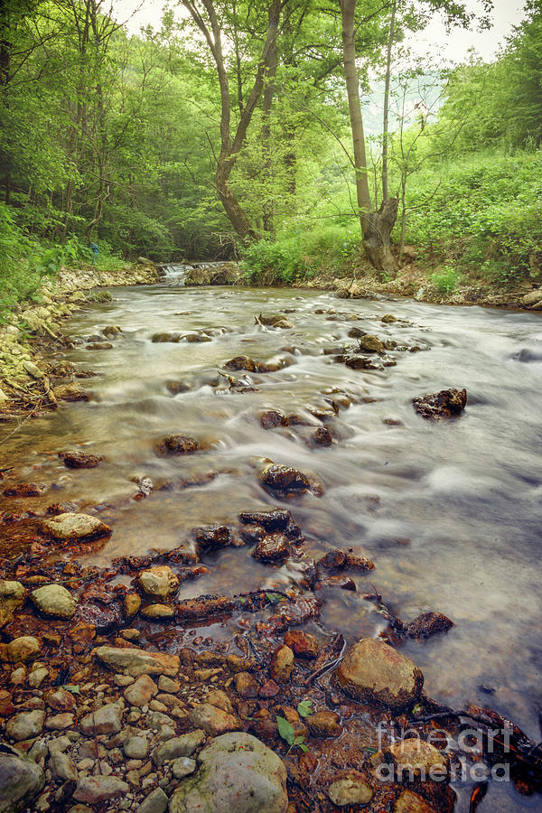 Forest river cascades Photograph by Jelena Jovanovic