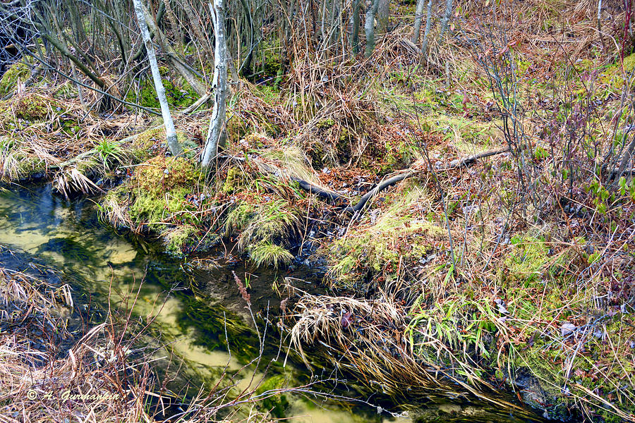 Forest Rivulet in Early Spring, Pocono Moutains, Pennsylvania Photograph by A Macarthur Gurmankin