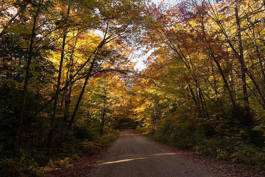 Forest Road - a Joy Ride Into Autumn Photograph by Georgia Mizuleva