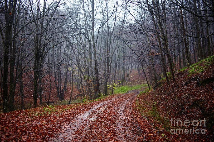 Forest road Photograph by Ragnar Lothbrok