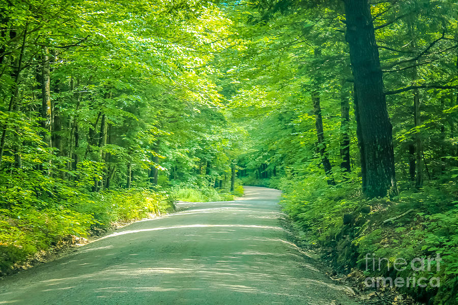 Forest road Photograph by Claudia M Photography - Fine Art America