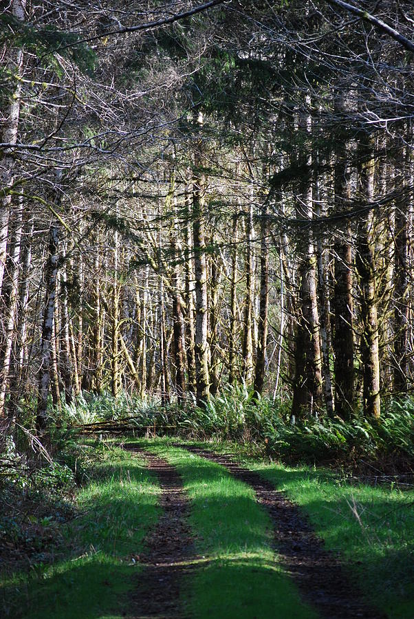 Forest Photograph - Forest Road by Gene Ritchhart