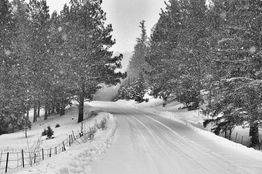 Forest Road in the Snow Photograph by Jacqui Binford-Bell