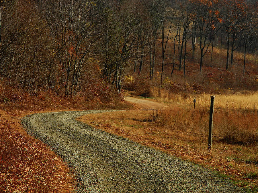 Forest Road Off AT in PA Photograph by Raymond Salani III