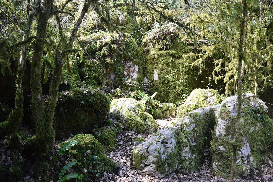 Forest Sanctuary Photograph by Dawn Richerson - Fine Art America