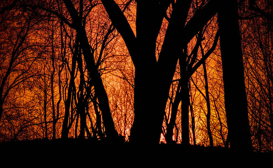Tree Photograph - Forest Silhouette by Bruce Pritchett