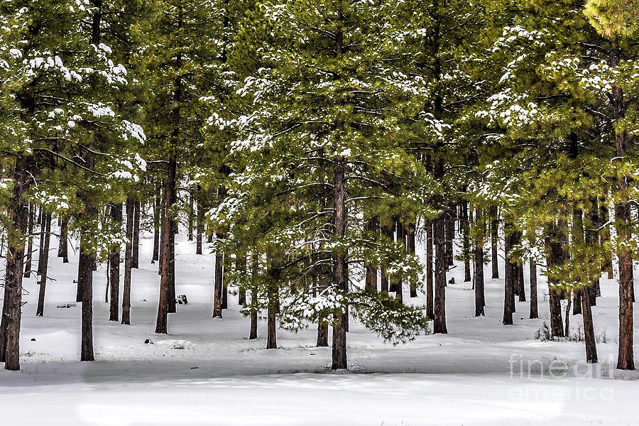 Forest snow Photograph by David Meznarich