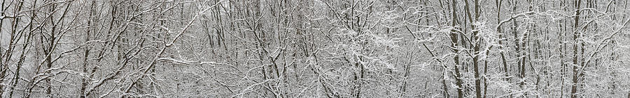 Winter Photograph - Forest Snowfall by Steve Gadomski