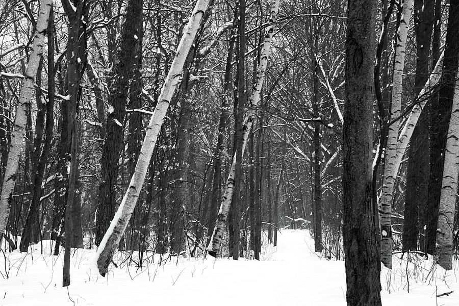 Forest Snowstorm 021018 BW Photograph by Mary Bedy