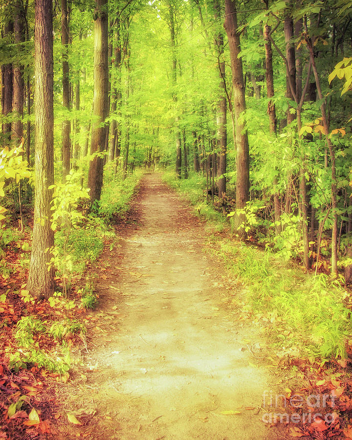 Enchanted Forest Photograph - Forest Song by Janelle Tweed