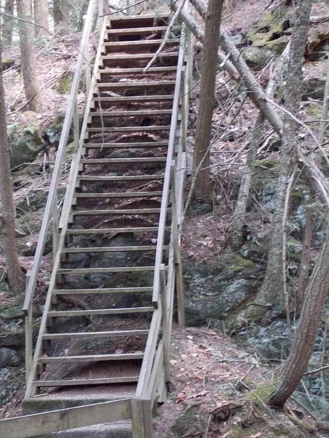 Forest Staircase Photograph by Catherine Gagne