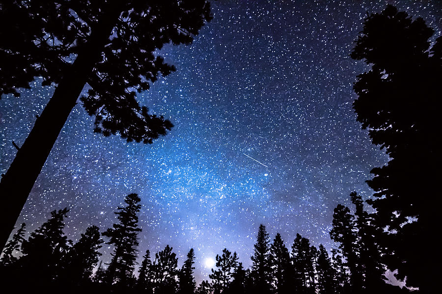 Image result for sky stars forest