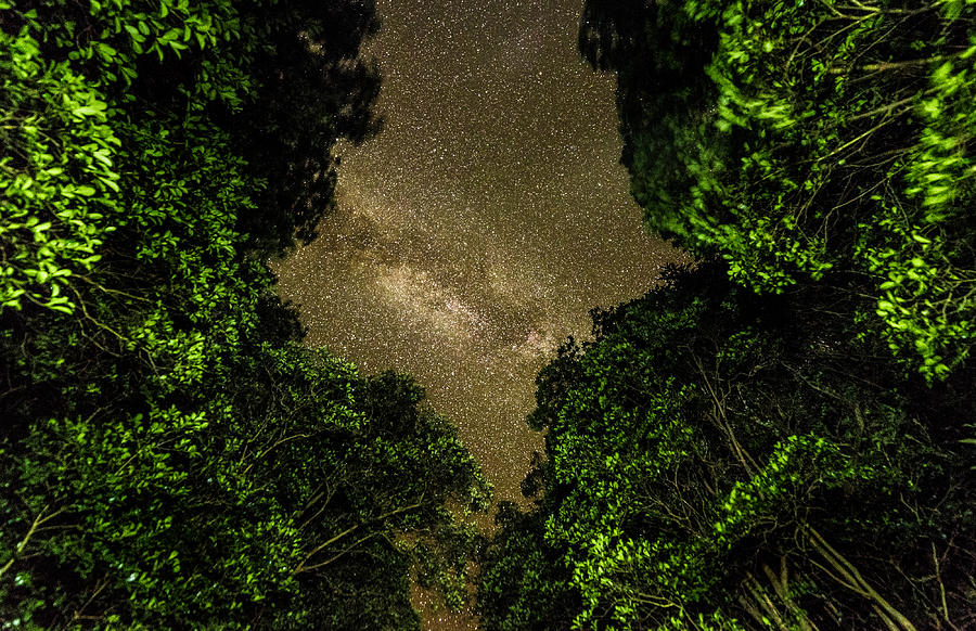 Forest Star Patch by T Brian Jones Forest Star Patch by T Brian Jones