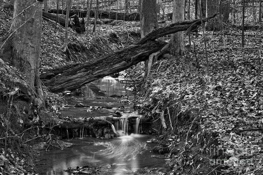 Forest Stream 3 Photograph