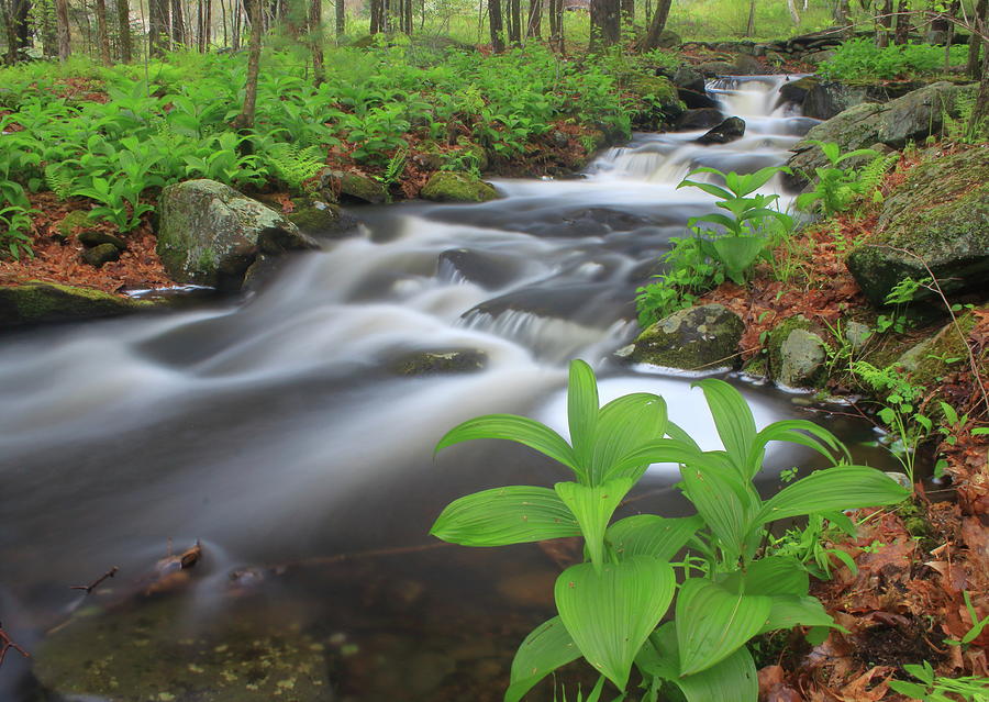 Forest Stream and False Hellabore in Spring Photograph by John Burk