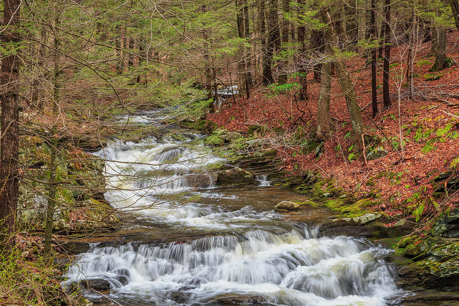Spring Photograph - Forest Stream by Bill Wakeley