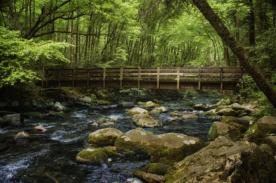 Forest Stream - Bridge Photograph by Nikolyn McDonald