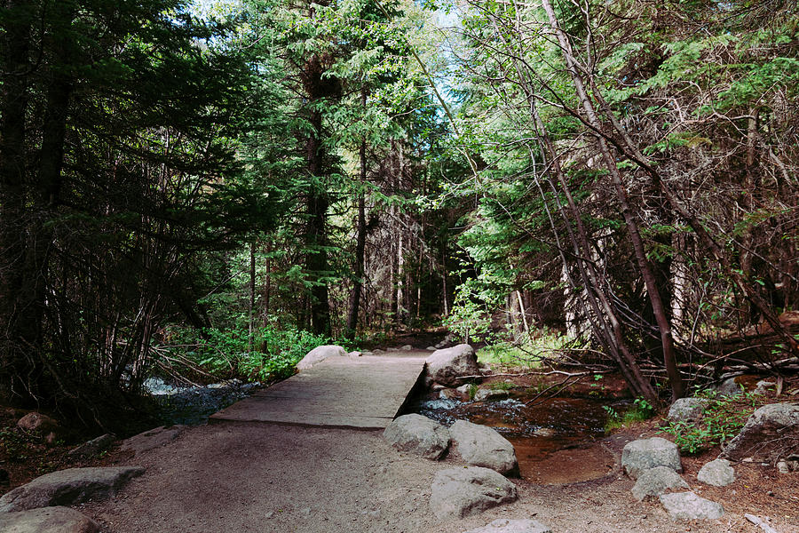 Forest Stream Crossing Photograph