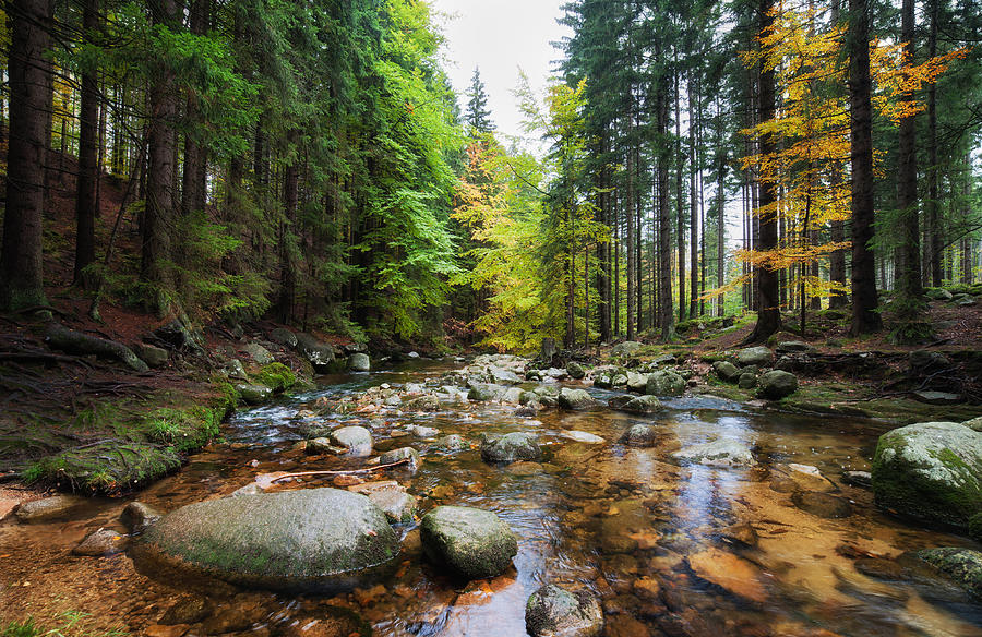 Forest Stream in Autumn Photograph by Artur Bogacki