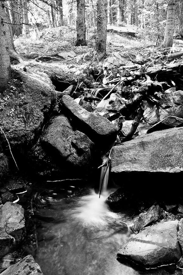 Forest Stream in Black and White Photograph by James BO Insogna
