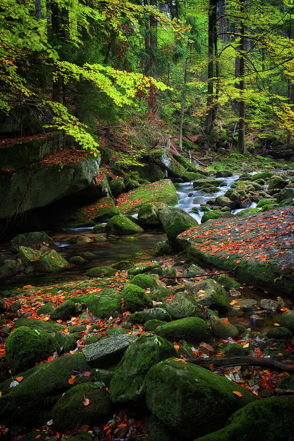 Forest Stream in Karkonosze National Park Photograph by Artur Bogacki