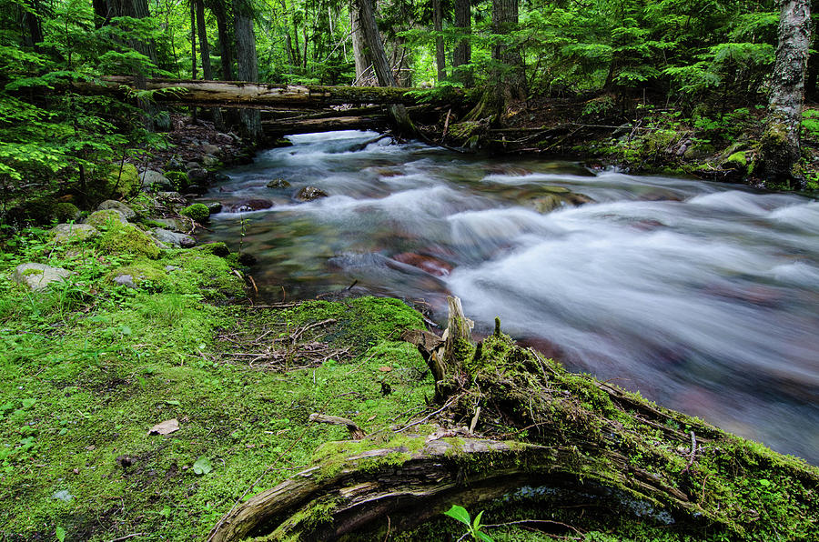 Forest Stream In Summer Photograph by Dean Muse | Fine Art America