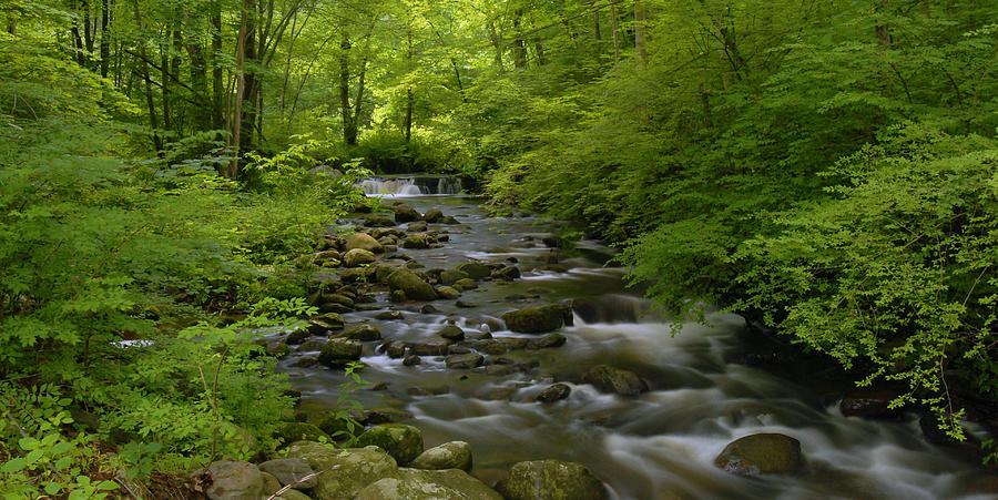 Forest Stream In Summer Photograph by Stephen Vecchiotti