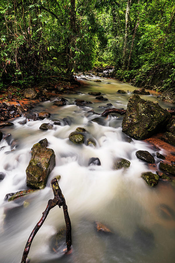 Forest stream in Western Ghats Photograph by Vishwanath Bhat